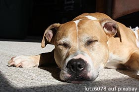 Liegender Hund Foto lutz6078 auf pixabay