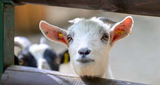Ziege im Tiergehege des Kaisergartens (Foto: Stadt Oberhausen/Tom Thöne)