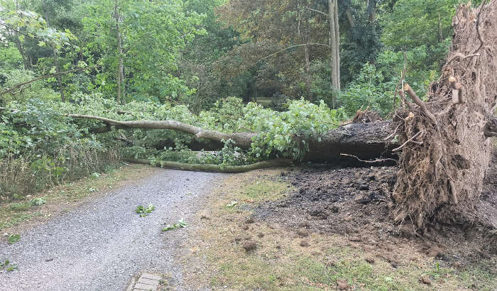 entwurzelter Baum