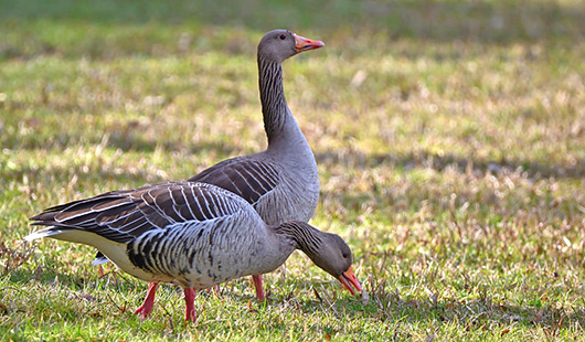 Wildgänse (Foto: Pixabay.com/Jürgen)