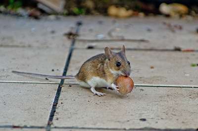 Maus, Quelle: HeinGlück / pixelio.de Nagetier