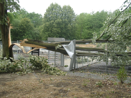 Umgestürzte Bäume nach schwerem Unwetter in Oberhausen