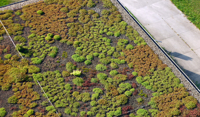 Dachbegrünung (Foto: Stadt Oberhausen)