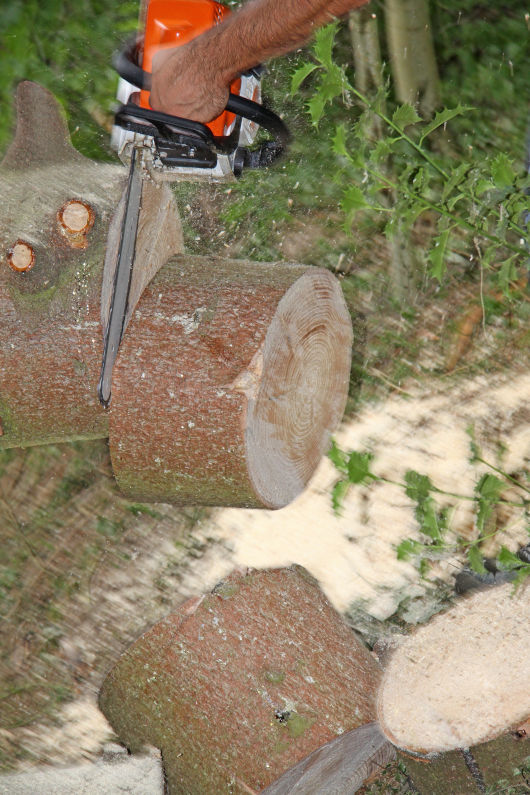 Baumstamm wird mit Kettensäge zerkleinert