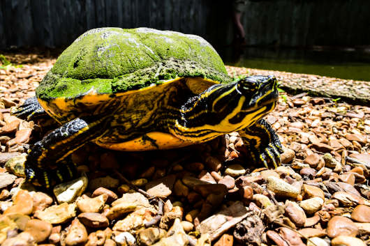 Eine invasive Art: Die Gelbwangenschildkröte