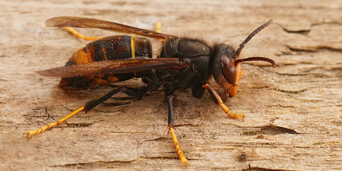 Invasive Art: Die Asiatische Hornisse Invasive Art: Die Asiatische Hornisse