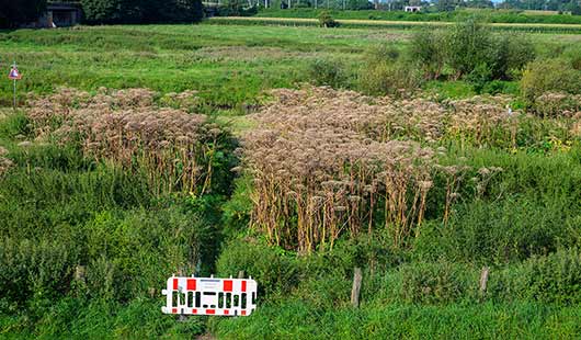 Fläche voller Riesenbärenklau an den Ruhrwiesen in Alstaden. Foto: Stadt Oberhausen/Tom Thöne