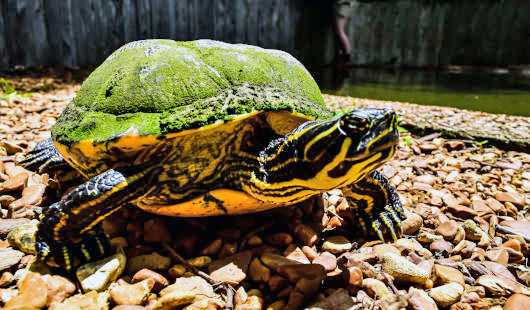 Gelbwangenschildkröte (Foto: Rawpixel.com)