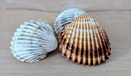 Muscheln (Foto: Stadt Oberhausen/Simon Heidebroek)