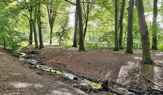 Symbolbild des Alsbaches an einer Stelle an der dieser überirrdisch verläuft. Foto: Unetere Naturschutzbehörde