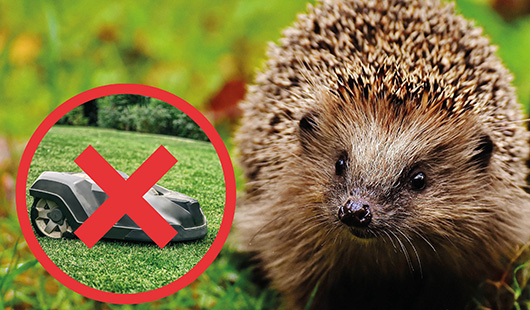Igel und Mähroboter (Foto: Alexa auf Pixabay, mpix-foto auf AdobeStock)