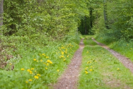 Bild Spazierweg im Dunkelschlag (Foto: Markus Eichelberg)