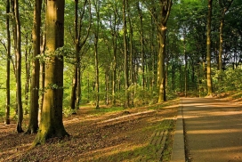 Der Sterkrader Wald (Foto: Markus Eichelberg)