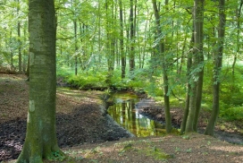 Der Rotbach im Hiesfelder Wald (Foto: Markus Eichelberg)