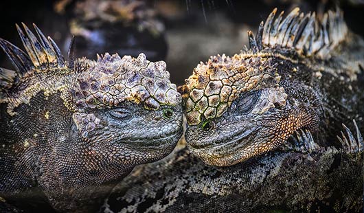 Eines der beeindruckenden großformatigen Fotos der Ausstellung Planet Ozean (Foto: Stadt Oberhausen/Tom Thöne)