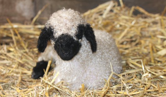 Nachwuchs bei den Zwergottern (Foto: SBO Servicebetriebe Oberhausen)