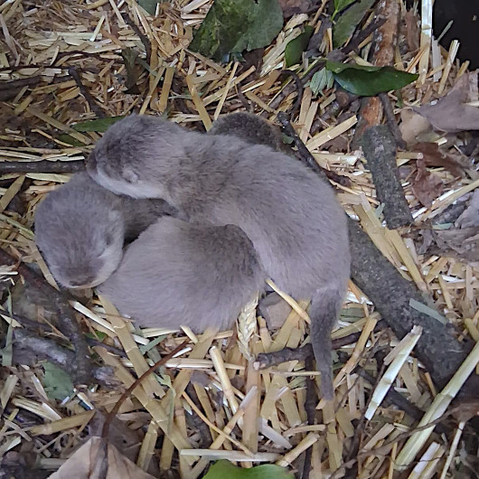 Nachwuchs bei den Zwergottern (Foto: SBO Servicebetriebe Oberhausen)